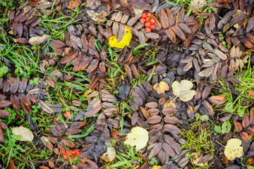 Autumn background with dried leaves and rowan berries on the ground