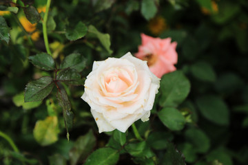 beautiful rose flower