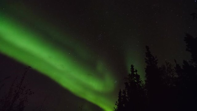 Aurora over the pine forest