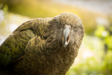 Kea Face, New Zealand 