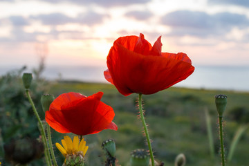 Landscape: Flowering scarlet poppies on the seashore.