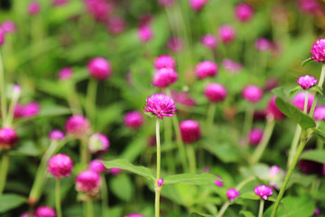 Fototapeta premium beautiful flower