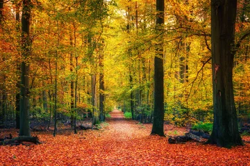 Washable Wallpaper Murals Road in forest Pathway in the bright autumn forest