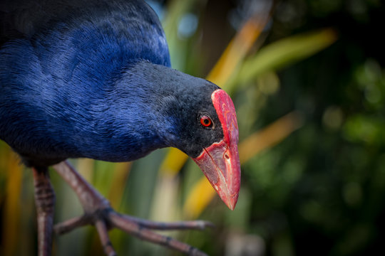 Pukeko