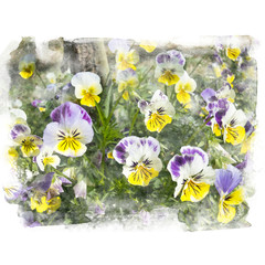 Yellow and purple blossom pansy.