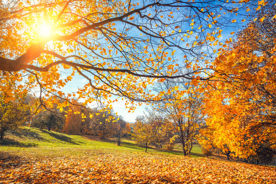 Sunny autumn landscape with golden trees and blue sky in countryside
