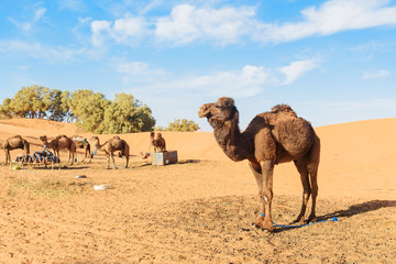 Camel in Erg Chebbi Sand dunes near Merzouga, Morocco