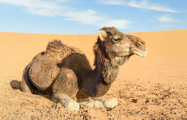 Chameau dans les dunes de sable de l& 39 Erg Chebbi près de Merzouga, Maroc