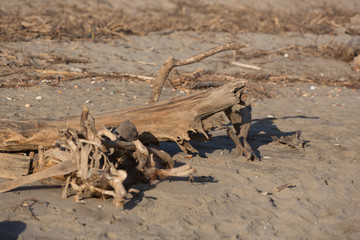 flotsam