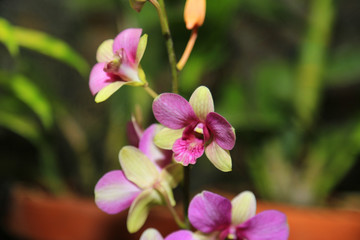 Orchids flower
