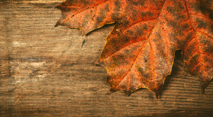 Naklejka na ściany i meble Autumn leaves on a wooden background.