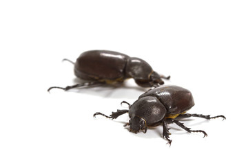 Rhino beetle (Dynastinae) on white