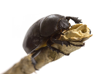 Rhino beetle (Dynastinae) on white