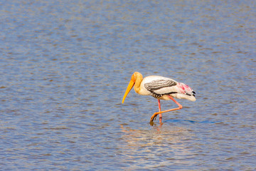 Painted Stork