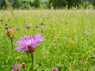 Grasslands with meadows-flakes Flowers