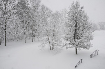 backyard trees in a snow storm