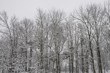 trees in the woods in a snow storm