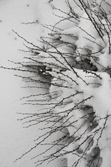 thorn bush in a snow storm