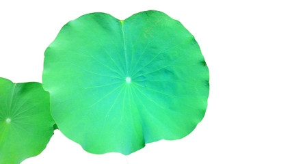 Fototapeta na wymiar Lotus leaf White background isolated