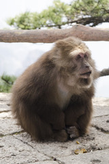 Wild Tibetan macaque