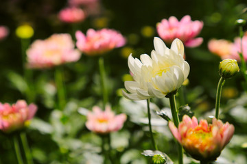 beautiful flowers blossom