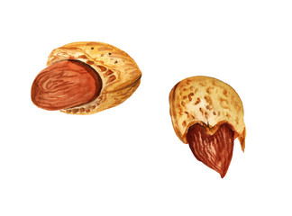 Watercolor almond nuts