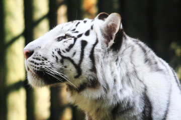 white tiger head