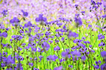 Obraz premium A field of perple flowers with sunlight in natural