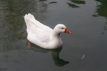 portrait of a white goose