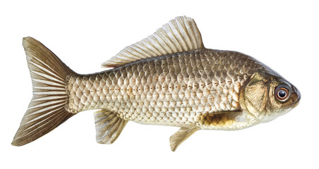 Fish isolated, river crucian carp