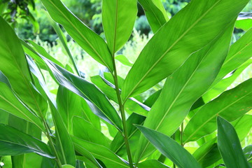Fototapeta na wymiar Green leaves with background
