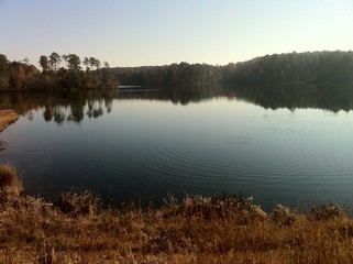 Standing on the shore watching ripples on the lake in the forest