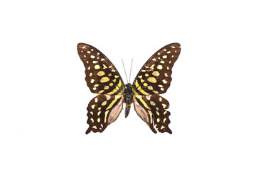 Fototapeta na wymiar exotic butterfly on white isolated background, close-up, top view