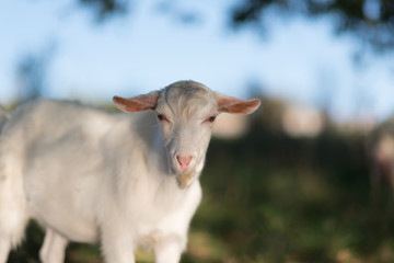 White goat grazing in the field on a summer day
