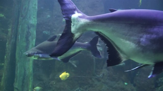Amazing Amazon fish in a large aquarium