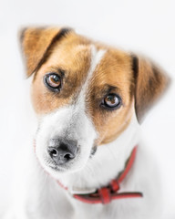 A close-up portrait of a beautiful cute small dog Jack Russell Terrier looking into camera on white background. Studio shot