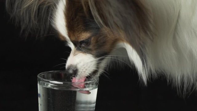Beautiful young male dog Continental Toy Spaniel Papillon drinks clean water from a glass on black background slow motion stock footage video