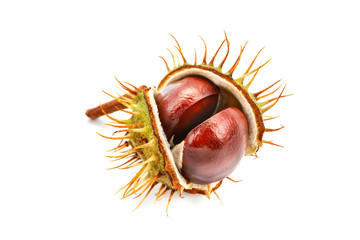 Chestnuts with peel on white background. An isolated object.