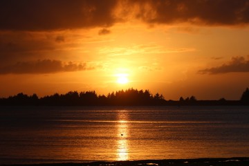 Naklejka premium Orange Duck Sunset