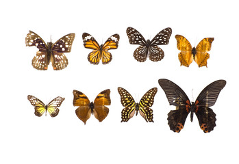 collection of butterflies on white isolated background