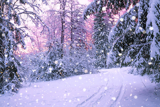 Fototapeta winter night landscape with sunset in the forest