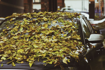 autumn, leaves on the car