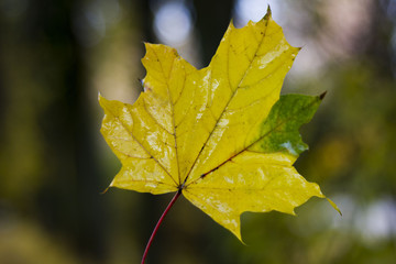 maple leaf
