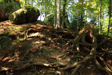 old tree roots