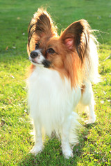 papilon dog in the green grass