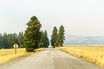 Rural country road summer landscape yellow field and green trees with smog in air.