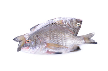 fresh Picnic sea-bream whole round on white background