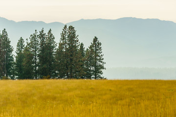 Rural summer landscape yellow field and green trees with smog in air.