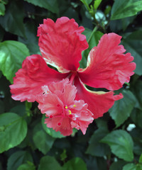 layered flowers of red Hibiscus on the tree. The red of Shoe Flower or Chinese rose on the green leaves background.