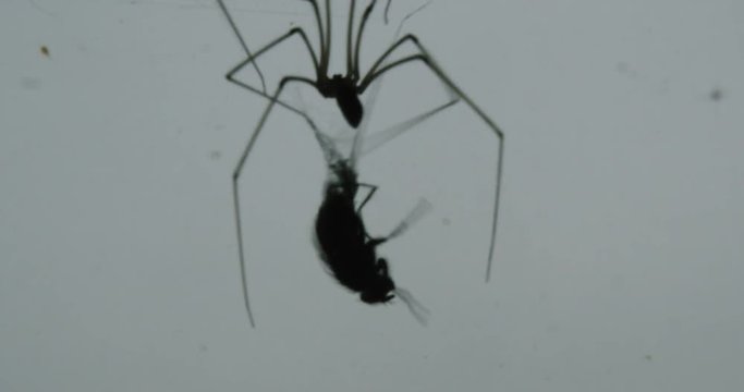 Gory spooky shot of fly being eaten alive by large house spider